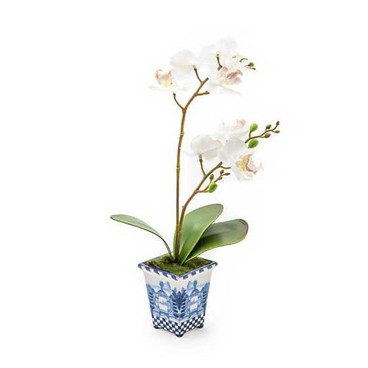 ROYAL TOILE POTTED ORCHID-SMALL